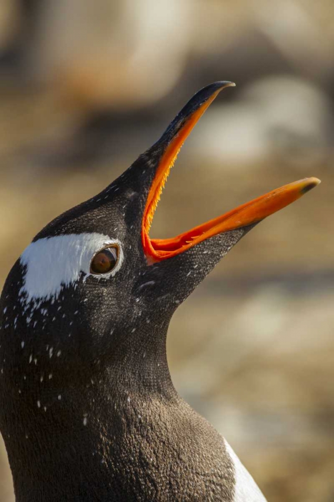 Sea Lion Island Gentoo penguin calling